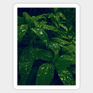 Dew drops on forest leaves gradient photo Sticker